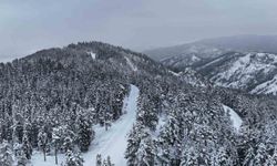 Ormanlarda kış güzelliği