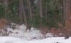 Yiyecek arayan yaban hayvanları karlı yollara indi