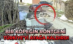 Bir köpeğin röntgeni Türkiye’yi ayağa kaldırdı