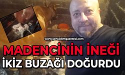 Madencinin ineği ikiz buzağı doğurdu