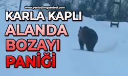 Karla kaplı alanda bozayı paniği