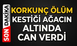 Korkunç ölüm: Hakkı Ünal kestiği ağacın altında can verdi