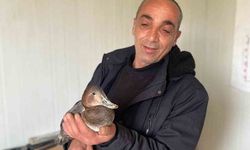 Şantiyede yaralı halde bulduğu ördeğe çocuğu gibi baktı