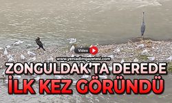Zonguldak'ta derede ilk kez göründü