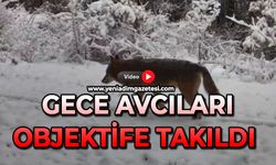 Gece avcıları objektife takıldı