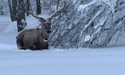 Karla kaplı Kartepe'de kızıl geyik güzelliği