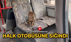 Halk otobüsüne sığındı