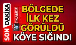 Bölgede ilk kez görüldü: Köye sığındı
