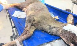 Aracın çarptığı karaca ameliyat edildi