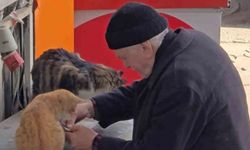 Yaşlı adamın sokak kedilerine şefkati yürekleri ısıttı