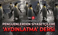Penguenlerden siyasetçilere "Aydınlatma" dersi!