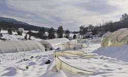 Yoğun kar çok sayıda serayı yıktı