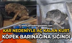 Kar nedeniyle aç kalan kurt, köpek barınağına sığındı