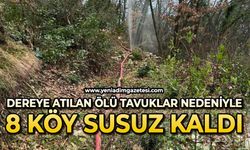 Alaplı'da dereye atılan ölü tavuklar nedeniyle 8 köy susuz kaldı