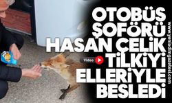 Otobüs şoförü Hasan Çelik, tilkiyi elleriyle besledi