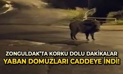 Yaban domuzları yerleşim alanında yiyecek aradı