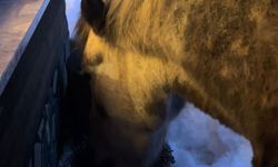 Yabani yılkı atları evine kadar geldi, ortaya samimi anlar çıktı: 'Hoş geldiniz'