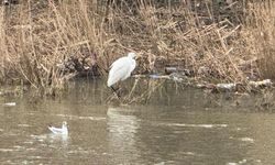 Yüzlerce kuş türüne köprü oluyor