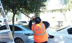 Belediye ağaçları bahara hazırlıyor