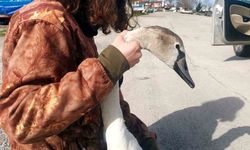 Vatandaşların bulduğu yaralı kuğu tedavi altına alındı