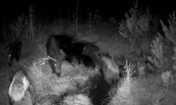 Yaban hayatı fotokapanlarla görüntülendi