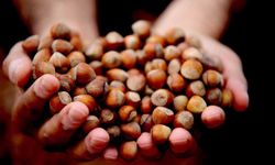 Yılın ilk ayında 811,7 ton fındık ihraç edildi