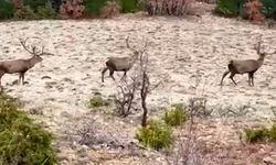 Koruma altındaki kızıl geyikler görüntülendi