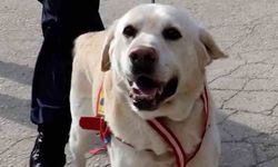 Jandarmanın hassas burnu 'Medyum' 10 yıllık mesaisini tamamladı