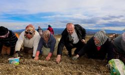 Dünyaca ünlü Taşköprü sarımsağının ekim sezonu erken başladı