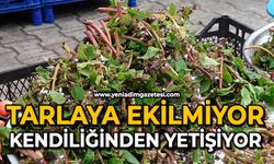 Tarlaya ekilmiyor, kendiliğinden yetişiyor