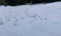 Açan çiğdemler kar altında kaldı