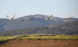 Görsel şölen: Turna ailesi göç yolunda görüntülendi