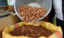 İki ayda bin 837 ton fındık ihraç edildi