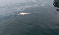 Kıyıya sürüklenen ölü yunus görüntülendi