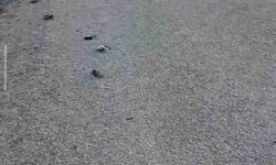 Onlarca kuş yolda telef olmuş halde bulundu