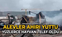 Alevler ahırı yuttu: Yüzlerce hayvan telef oldu