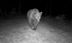 Boz ayı fotokapanla görüntülendi