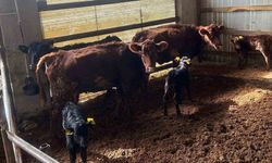 Yeni doğan buzağılar kayıt altına alındı