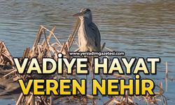 Vadiye hayat veren nehir