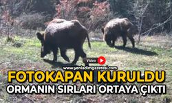 Fotokapan kuruldu: Ormanın sırları ortaya çıktı