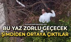 Bu yaz zorlu geçecek: Şimdiden ortaya çıktılar