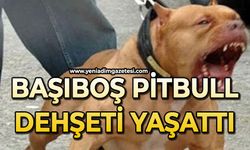 Başıboş pitbull dehşeti yaşattı