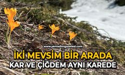 İki mevsim bir arada: Kar ve çiğdem aynı karede