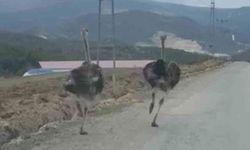 Köy yolunda koşan deve kuşları kameraya yansıdı