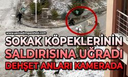 Sokak köpeklerinin saldırısına uğradı: O anlar kamerada