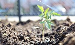 Kendi kompost gübresini üreten belediyeden 'ata tohumu' hamlesi