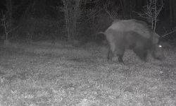 Ayı, domuz ve gelincik fotokapanla görüntülendi