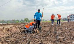 15 bin gül fidanı toprakla buluşuyor
