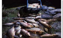 250 kilo ağırlığındaki 100 canlı sazan balığı kurtarıldı