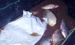 350 kilo sazan kurtarıldı